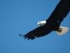 SOARING EAGLE