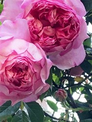 ROSIE'S ROSES 1