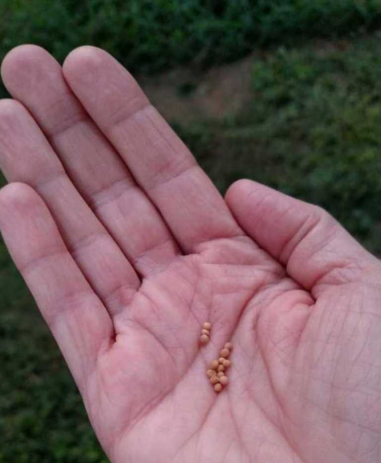 MUSTARD SEED 1