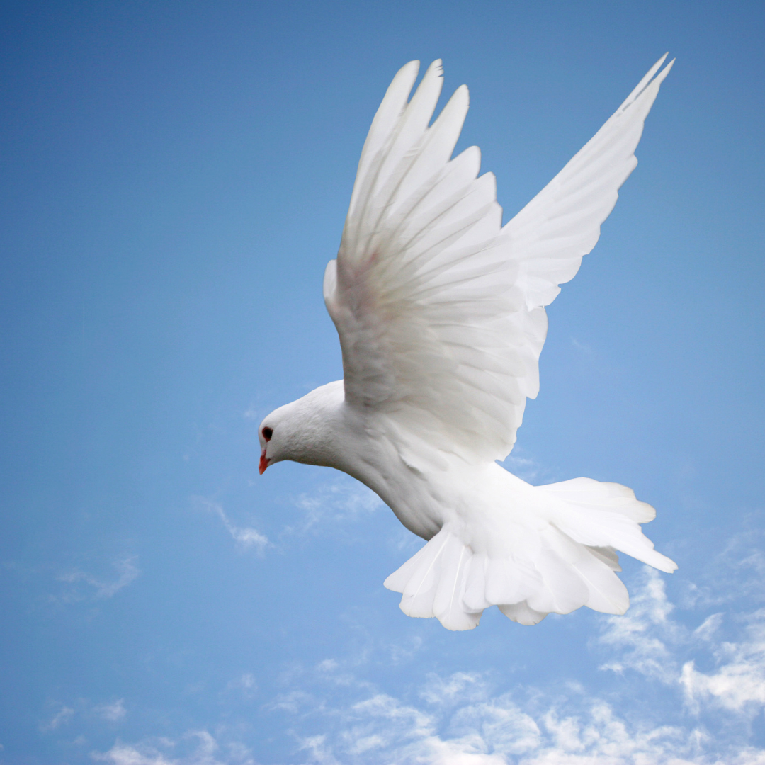 DOVE 2020