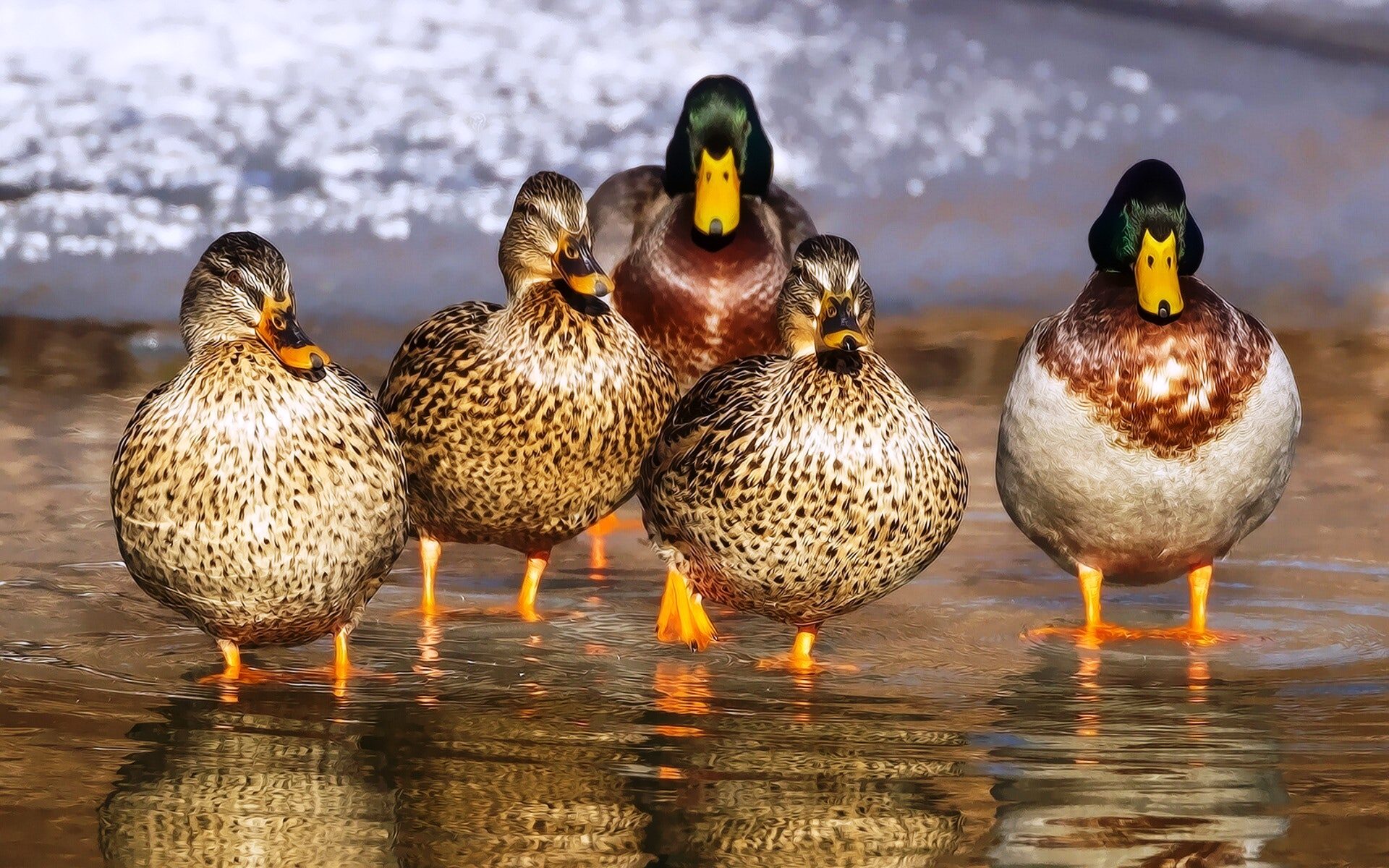 DUCKS IN A ROW pixabay