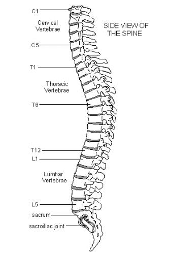 spine 03-2016