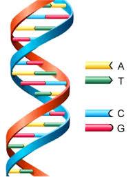 DNA genome