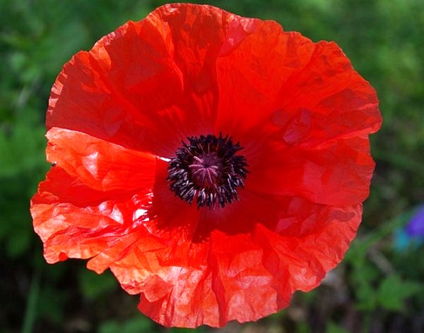 POPPY