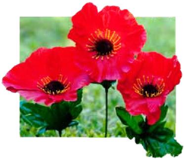 POPPIES